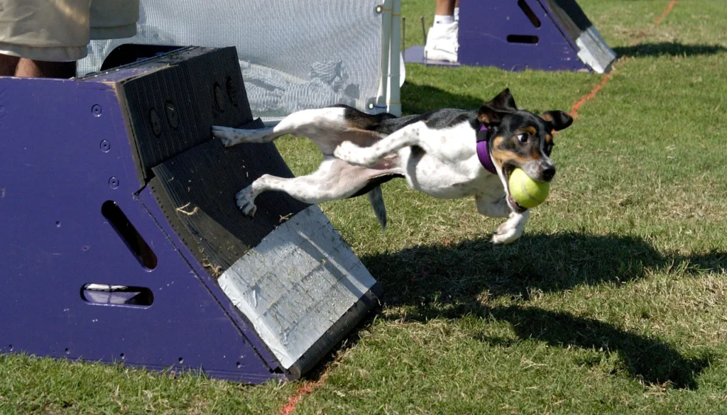 Danish-Swedish Farmdog suitability as a Pet