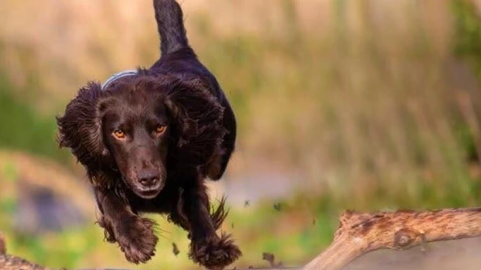 Deutscher Wachtelhund dog Physical Characteristics