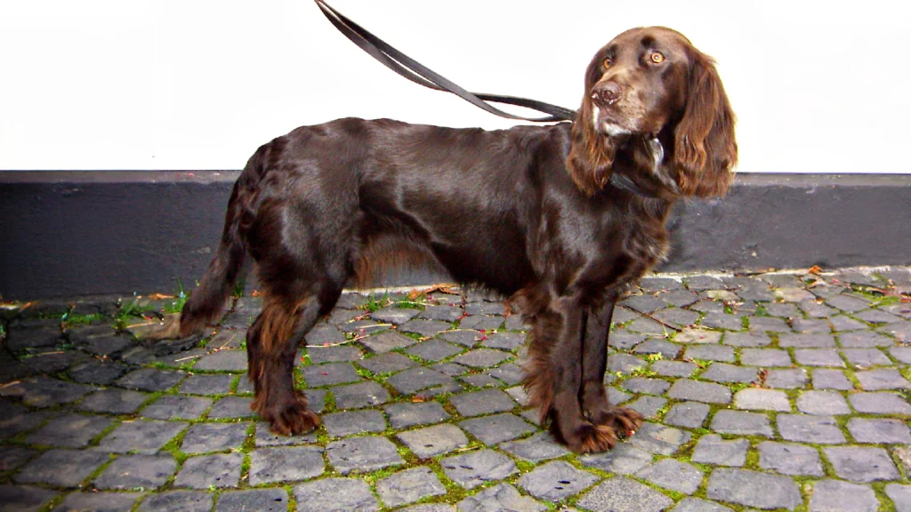 Deutscher Wachtelhund dog breeds