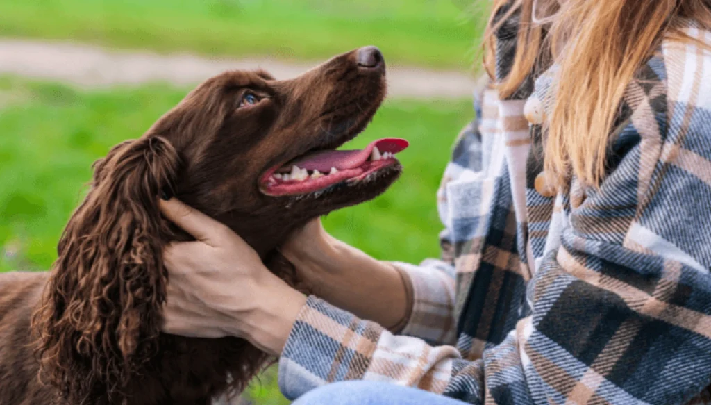 Deutscher Wachtelhund dog suitability as a Pet