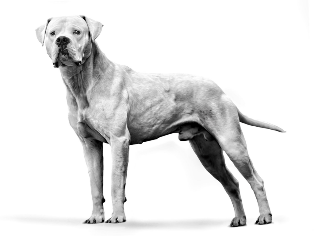 Dogo Argentino dog