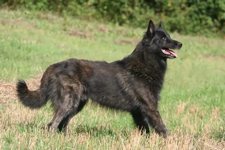 Dutch Shepherd Dog