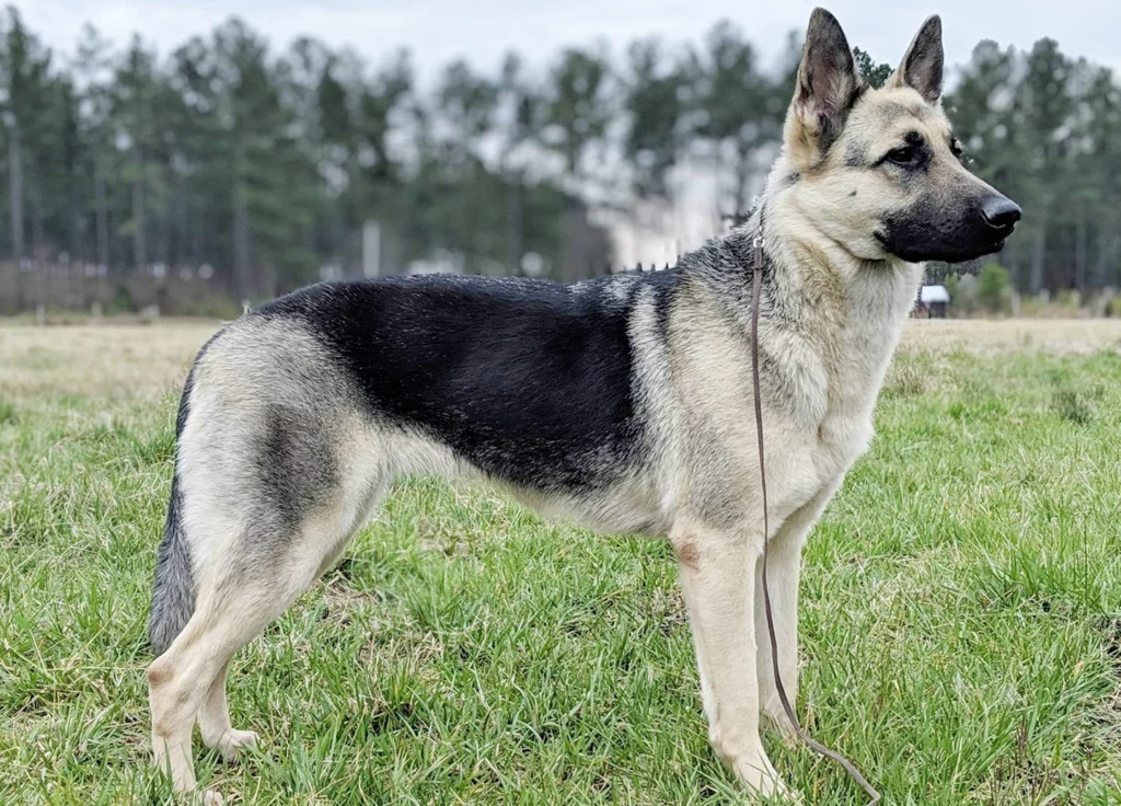 East-European Shepherd dog Care and Maintenance