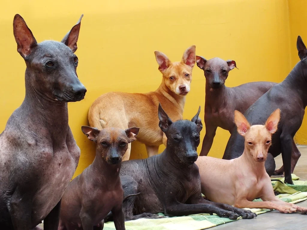 Ecuadorian Hairless dog Physical Characteristics