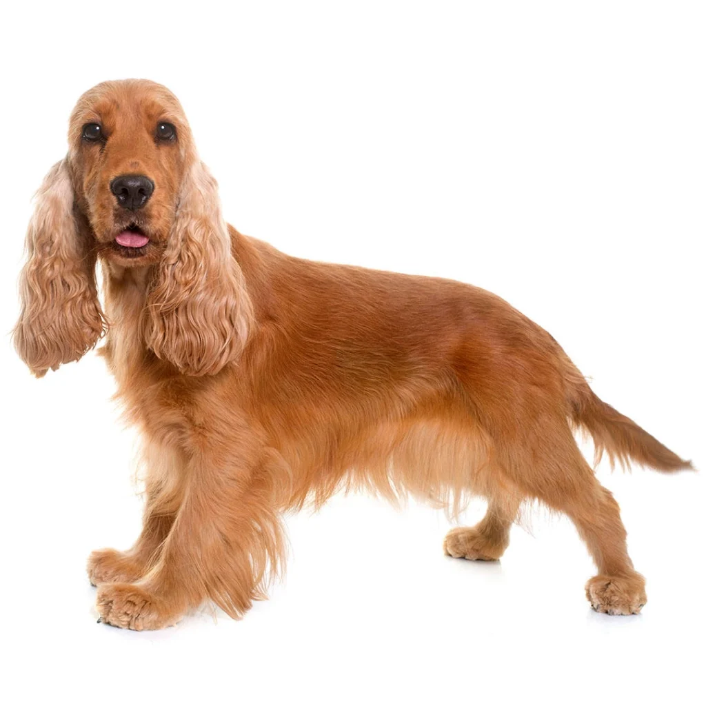 English Cocker Spaniel dog