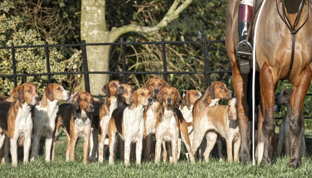 English Foxhound dog Physical Characteristics