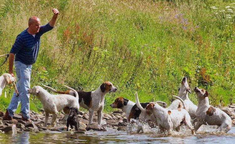 English Foxhound dog suitability as a Pet