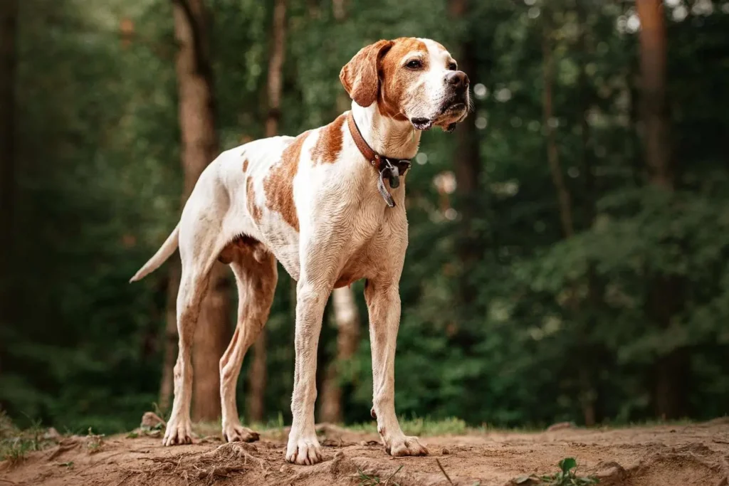 English Pointer Dog