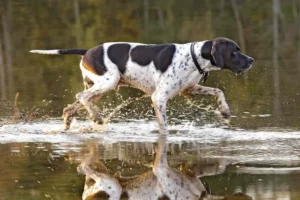 English Pointer Dog