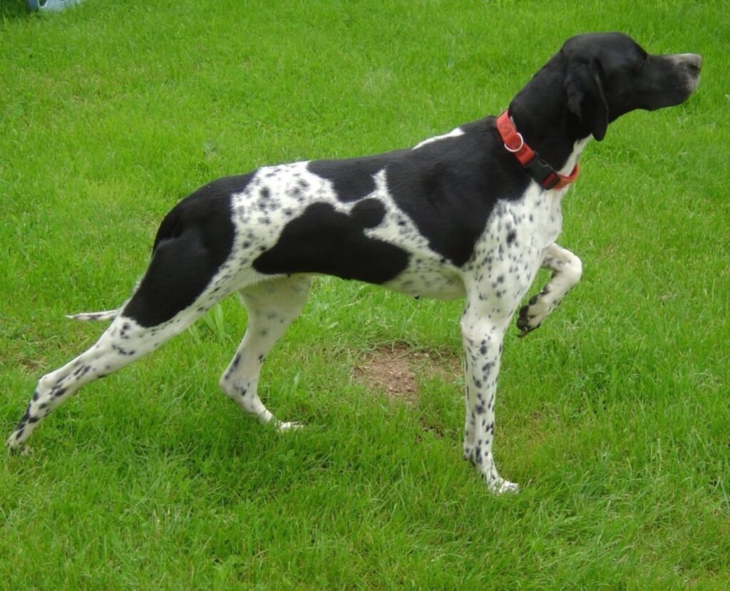 English Pointer dog