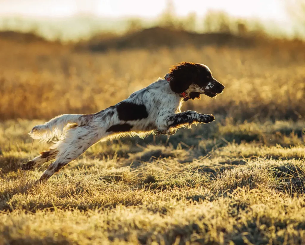 English Springer Spaniel Dog