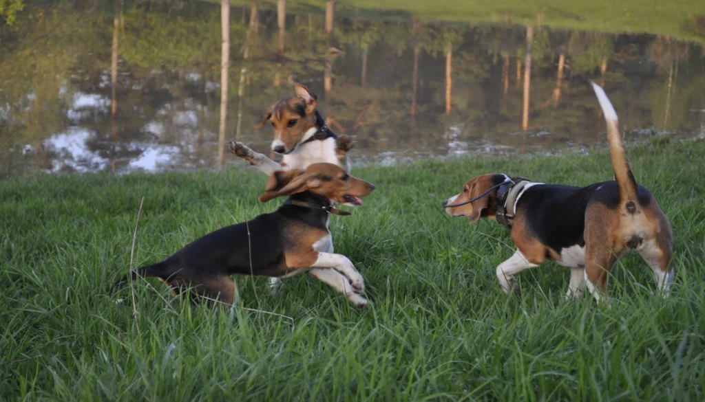 Estonian Hound dog Physical Characteristics