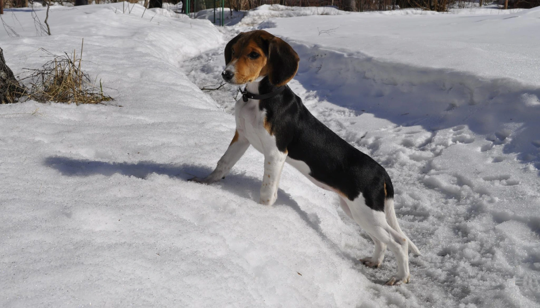 Estonian Hound dog breeds