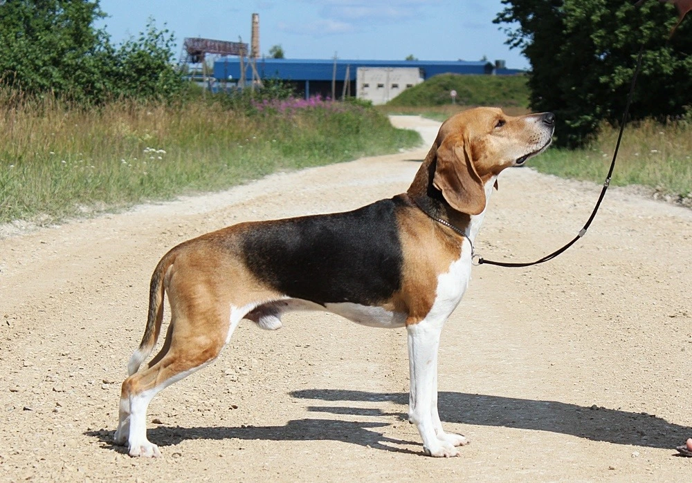 Estonian Hound dog suitability as a Pet