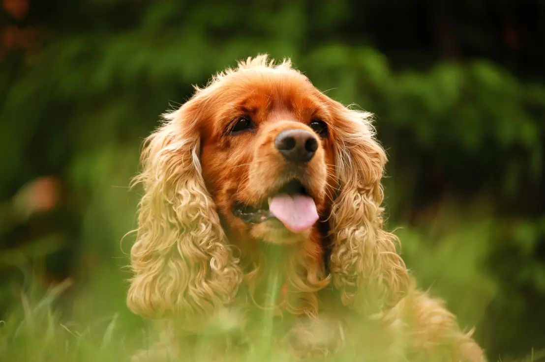 Field Spaniel Dog