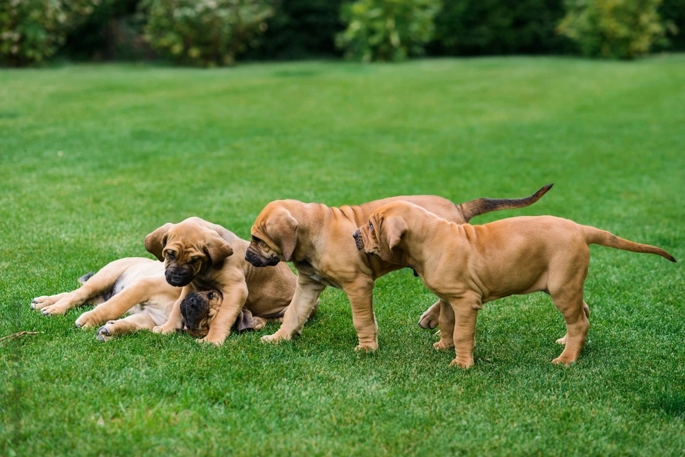 Fila Brasileiro dog Physical Characteristics