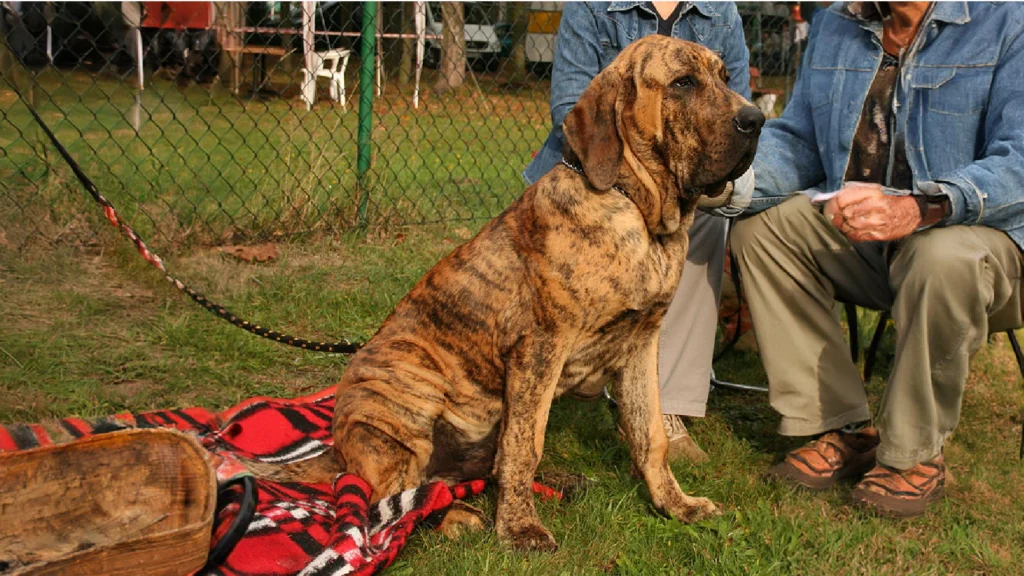 Fila Brasileiro dog suitability as a Pet