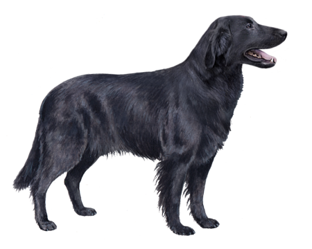 Flat-Coated Retriever