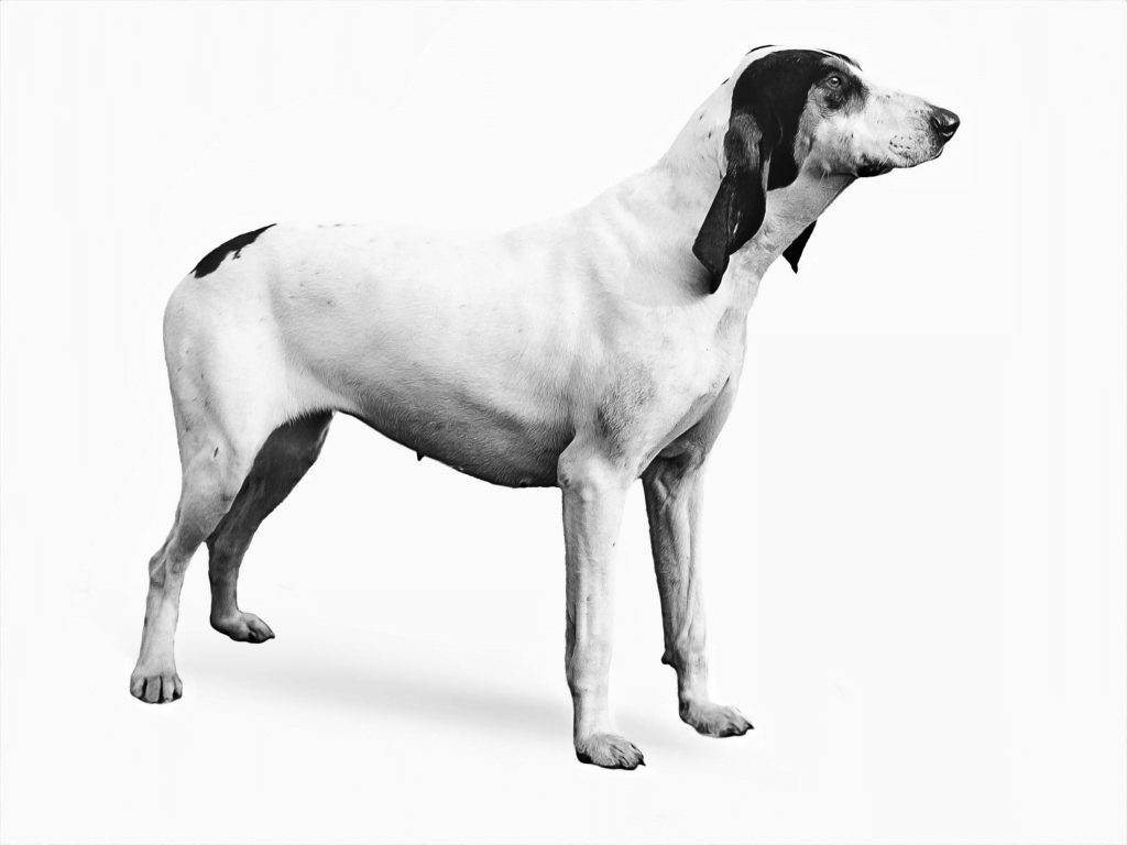 Gascon Saintongeois dog