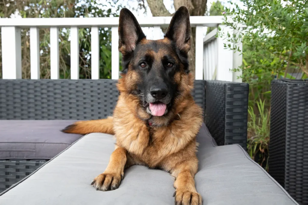 German Shepherd Dog