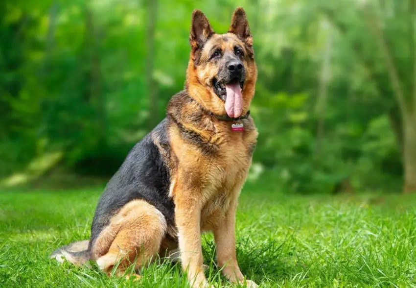 German Shepherd dog