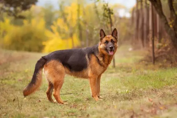 German Shepherd dog