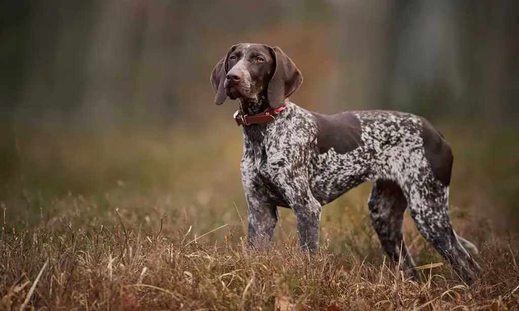 German Shorthaired Pointer Dog