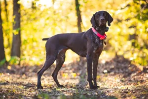 German Shorthaired Pointer Dog