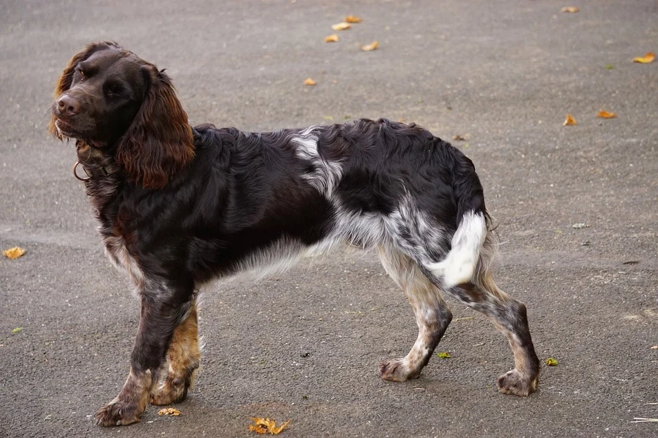 German Spaniel dog Care and Maintenance