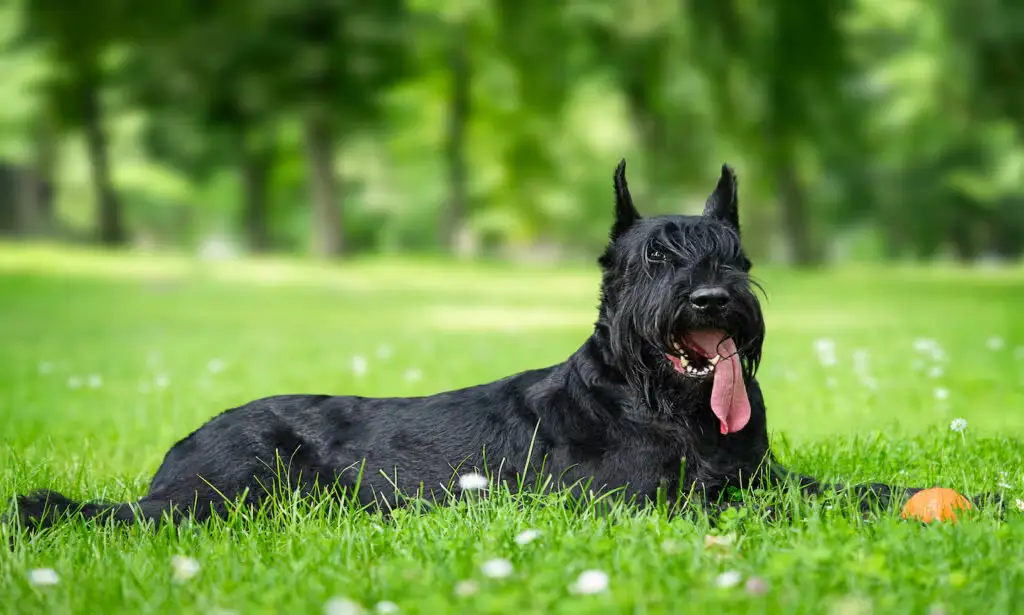 Giant Schnauzer Dog