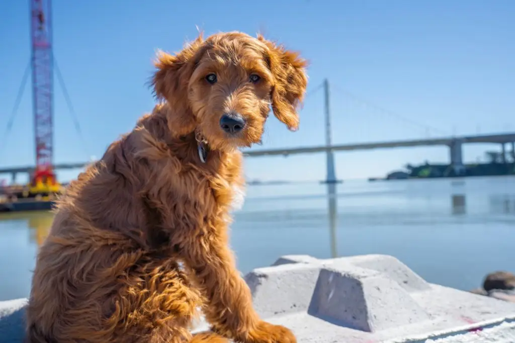 Golden Retriever and Poodle mix Dog