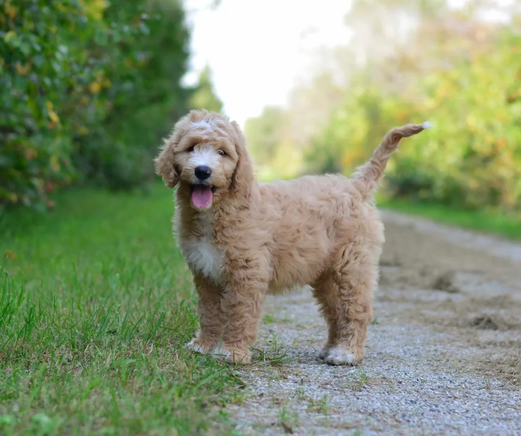 Goldendoodle dog