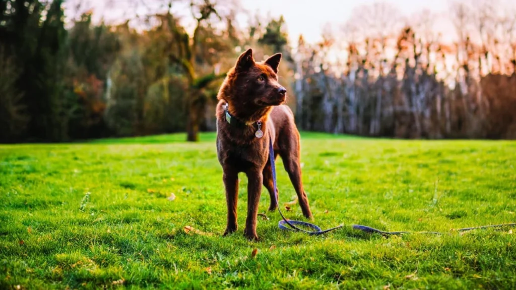 Hmong Dog breeds