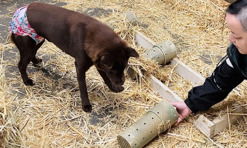 Hmong dog Care and Maintenance