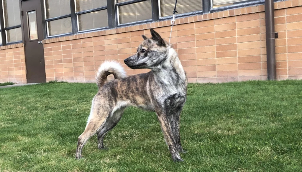 Hokkaido Dog breeds