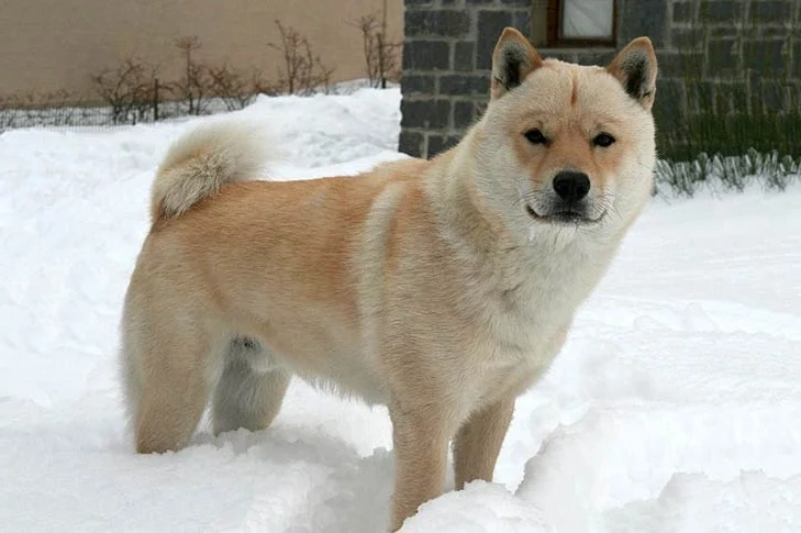 Hokkaido Dog suitability as a Pet