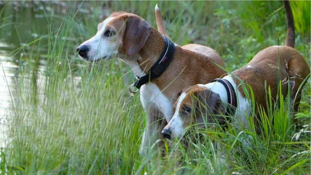 Hygen Hound Dog breeds