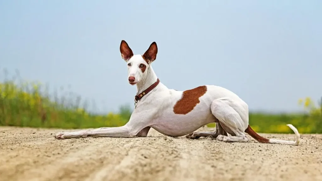 Ibizan Hound Dog