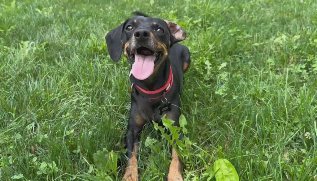 Indian Pariah Dog Physical Characteristics