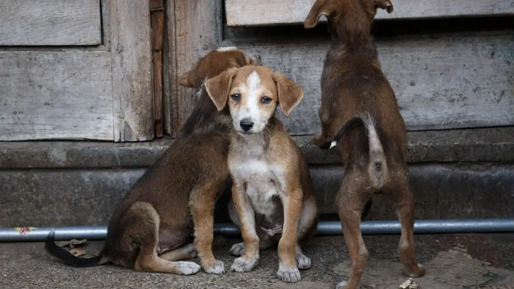 Indian Pariah Dog suitability as a Pet