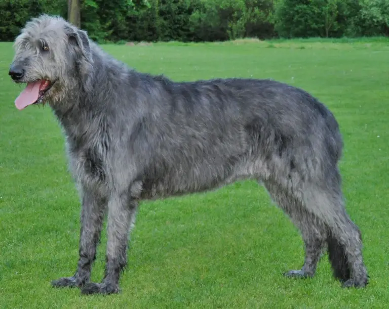 Irish Wolfhound Dog 