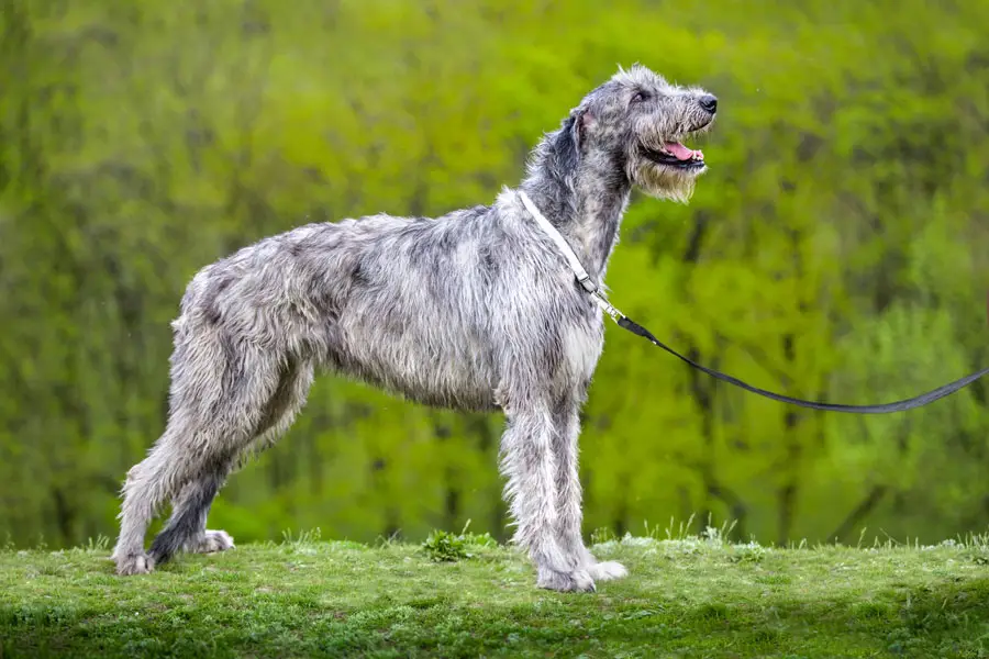 Irish Wolfhound dog