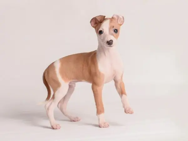 Italian Greyhound, Dog