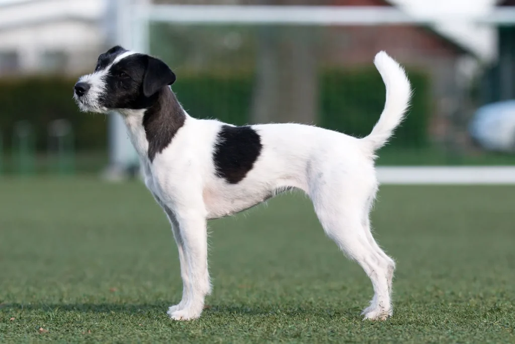 Jack Russell Terrier dog