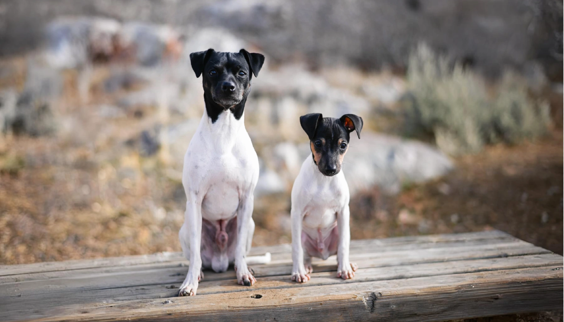 Japanese Terrier Dog breeds