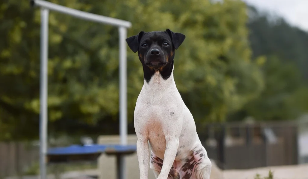 Japanese Terrier Dog standing