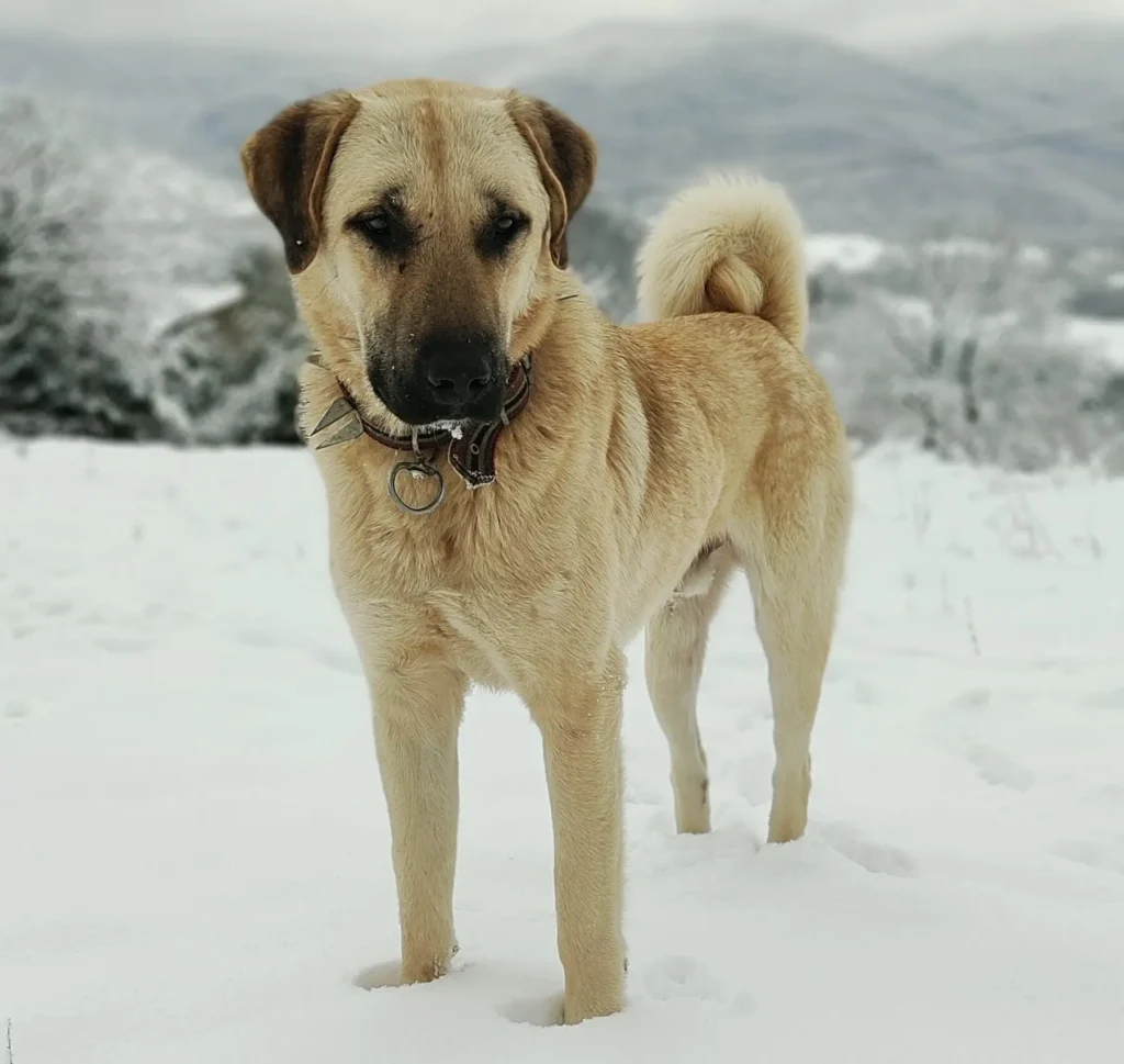 Kangal Dog