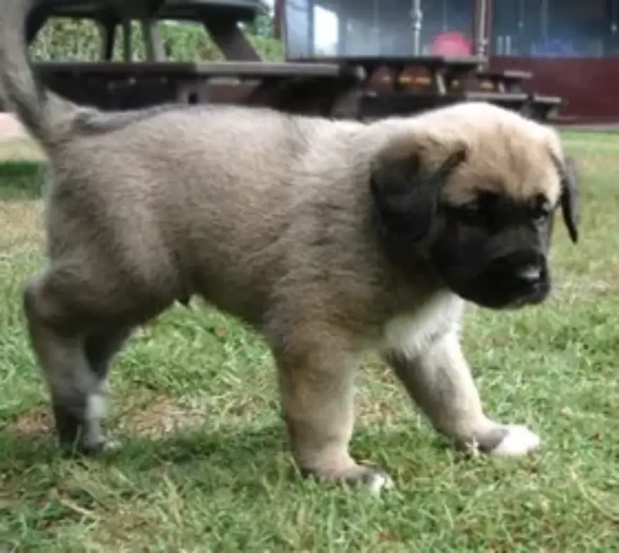 Kangal Dog Dog