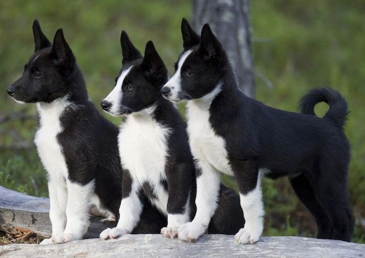 Karelian Bear Dog Physical Characteristics