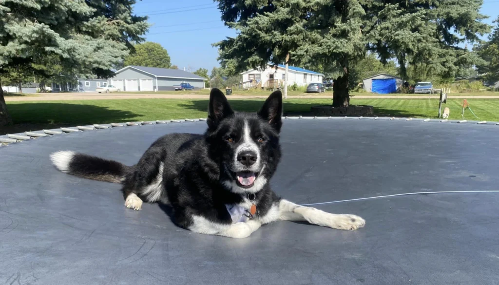 Karelian Bear Dog suitability as a Pet